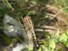 Orthetrum albistylum